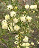 Acacia conferta