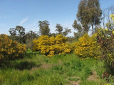 Indigenous Acacia brachybotrya TUBESTOCK