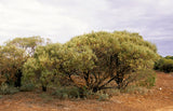 Acacia melvillei