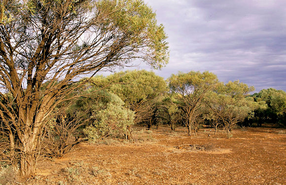 Acacia melvillei