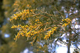 Acacia melvillei