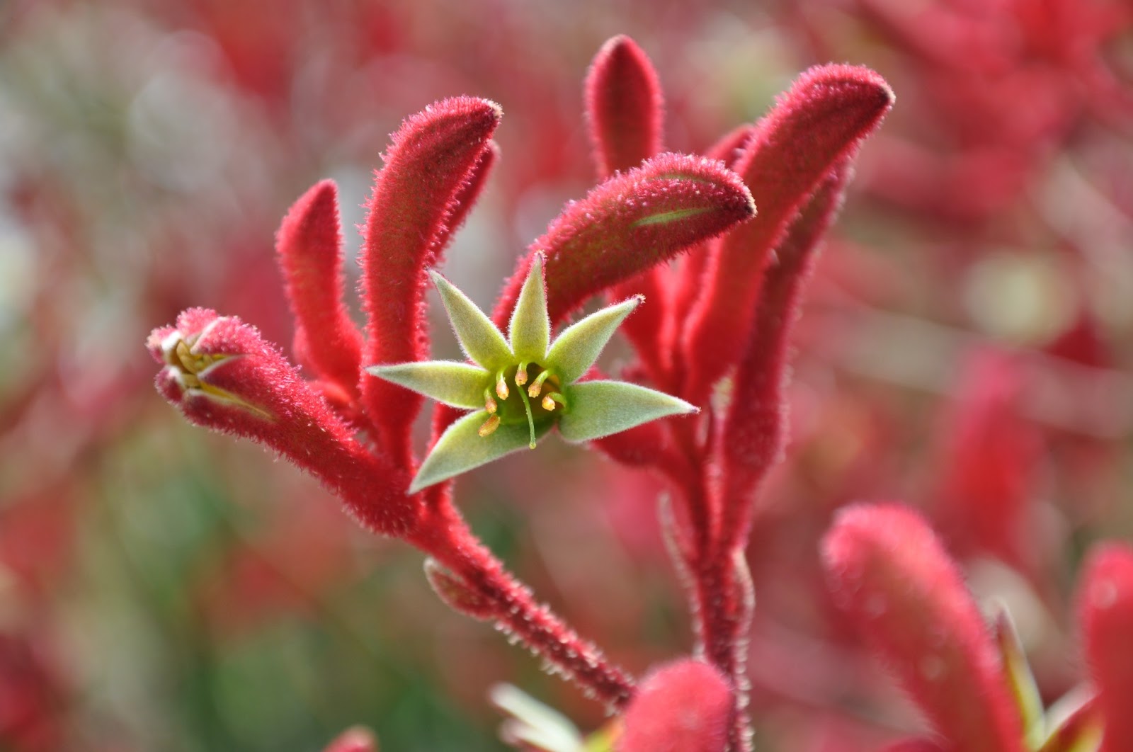 geraldton wax flower seeds Chamelaucium uncinatum