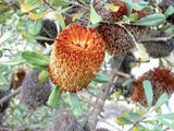 Indigenous Banksia ornata Tubestock