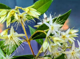 Backhousia myrtifolia - Cinnamon Myrtle