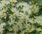 Backhousia myrtifolia - Cinnamon Myrtle