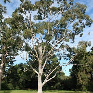 Corymbia citriodora – The Native Shop