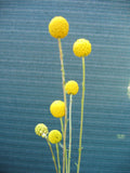 Yellow flowers against a blue textured background