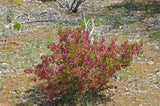 Indigenous Dodonaea viscosa ssp. cuneata 'Wedge-leaf Hop-bush' TUBESTOCK
