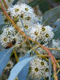 Indigenous Eucalyptus Dumosa