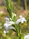 Eremophila christophori white