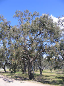 Indigenous Eucalyptus largiflorens TUBESTOCK