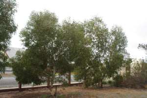 Eucalyptus leucoxylon rosea dwarf 'Murray Bridge Form' TUBESTOCK