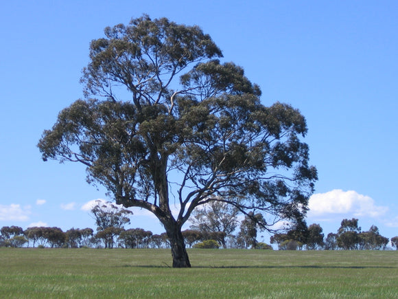Indigenous Eucalyptus leucoxylon ssp. leucoxylon TUBESTOCK