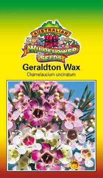wax flower seeds Chamelaucium uncinatum