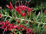 Grevillea rosmarinifolia Scarlet Sprite syn. Pryor Hybrid