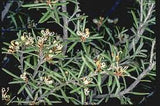 Grevillea australis Tubestock