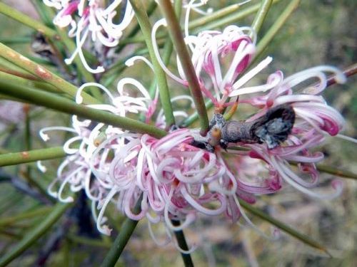 Hakea Rugosa Running Hakea – The Native Shop