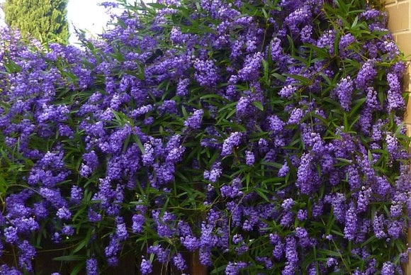 Hardenbergia violacea - purple