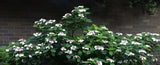 Hydrangea macrophylla Tokyo Delight Tubestock