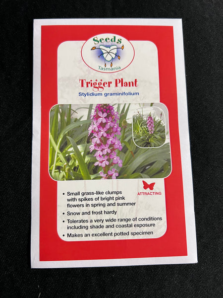 flower seeds tasmania Blue Flax Lilly