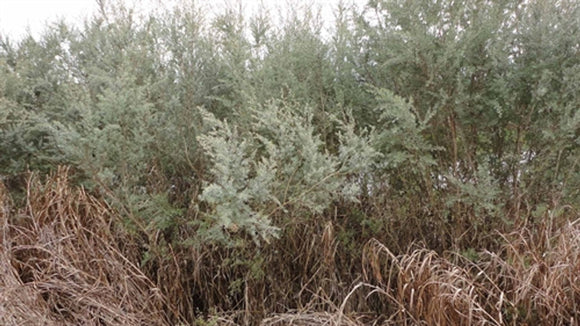 Woolly Tea Tree - Leptospermum lanigerum
