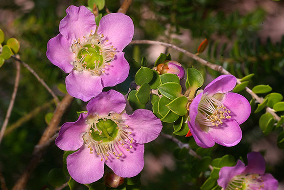 Leptospermum rotundifolium - Round-leafed Tea Tree