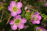 Leptospermum rotundifolium - Round-leafed Tea Tree