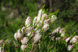 Melaleuca huegleii