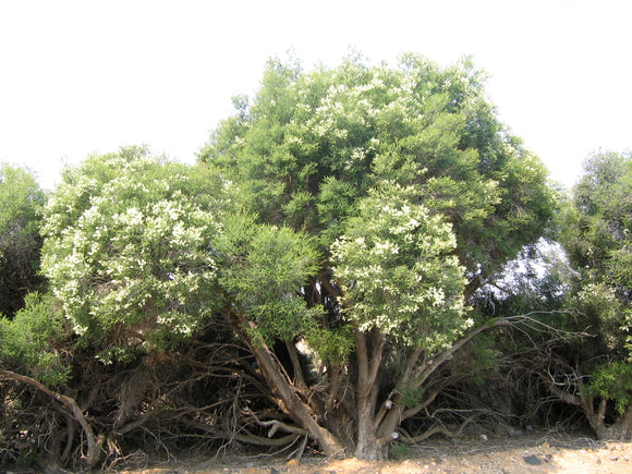 Melaleuca lanceolata