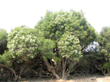 Melaleuca lanceolata