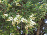 Melaleuca lanceolata