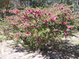 Melaleuca wilsonii