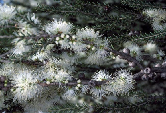 Melaleuca neglecta