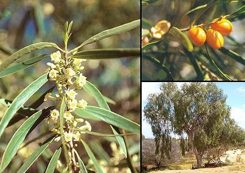 Pittosporum angustifolium