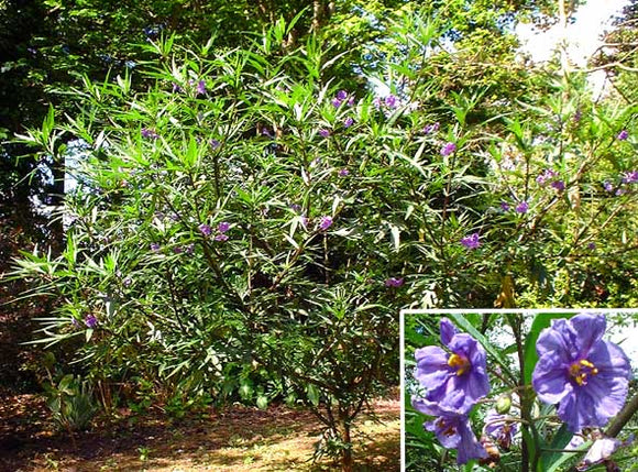Indigenous Solanum laciniatum TUBESTOCK