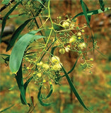Acacia implexa