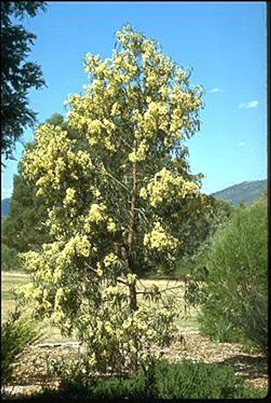 Acacia implexa