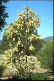 Acacia implexa