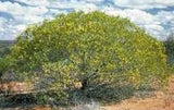 Indigenous Acacia Ligulata