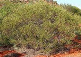 Indigenous Acacia Ligulata