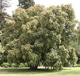 Backhousia myrtifolia - Cinnamon Myrtle
