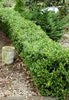 Buxus sempervirens - Lattifolia Macrophylla