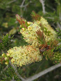 Callistemon sieberi