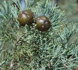 Callitris glaucophylla