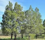 Callitris glaucophylla