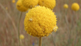 Close-up of a yellow flower with a blurred natural background