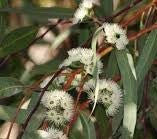 Indigenous Eucalyptus Arenacea
