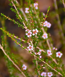 Astartea fascicularis (False Peppermint)