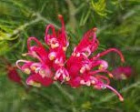 Grevillea rosmarinifolia Scarlet Sprite syn. Pryor Hybrid