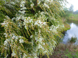 Leptospermum flavescens ‘Cardwell Pink’ TUBESTOCK